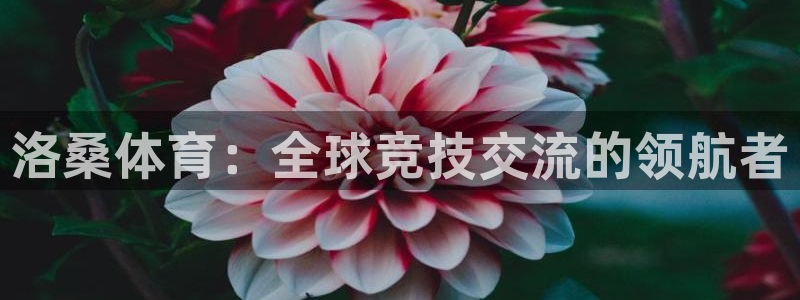 杏悦4代理